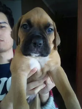 BOXER LINDOS FILHOTES
