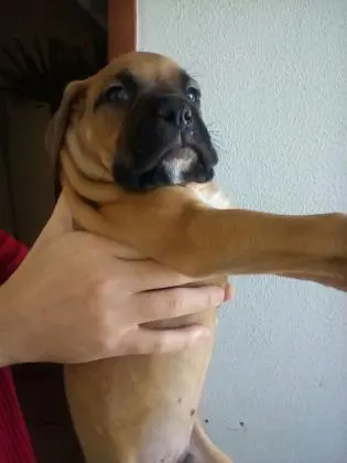 BOXER LINDOS FILHOTES