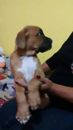 BOXER LINDOS FILHOTES