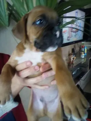 BOXER LINDOS FILHOTES