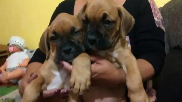 BOXER LINDOS FILHOTES