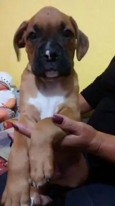 BOXER LINDOS FILHOTES
