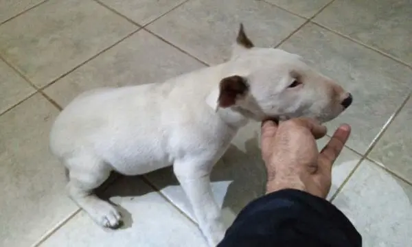 BULL TERRIER LINDOS FILHOTES