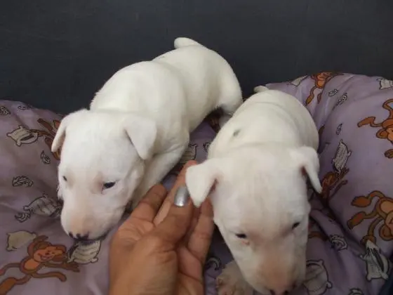 BULL TERRIER LINDOS FILHOTES