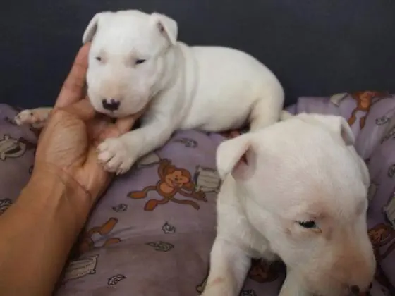 BULL TERRIER LINDOS FILHOTES