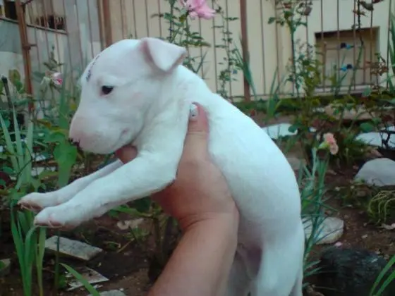 BULL TERRIER LINDOS FILHOTES