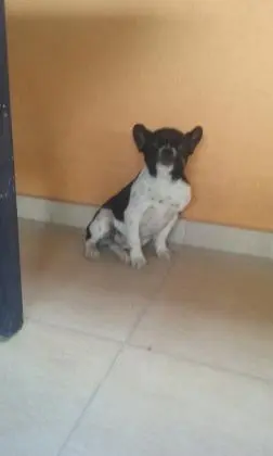 BULLDOG FRANCÊS LINDOS FILHOTES