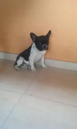 BULLDOG FRANCÊS LINDOS FILHOTES