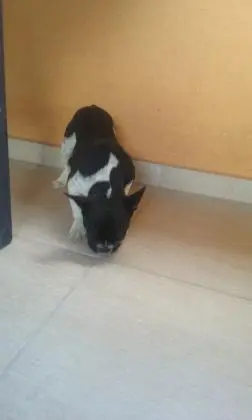 BULLDOG FRANCÊS LINDOS FILHOTES