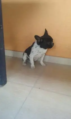 BULLDOG FRANCÊS LINDOS FILHOTES