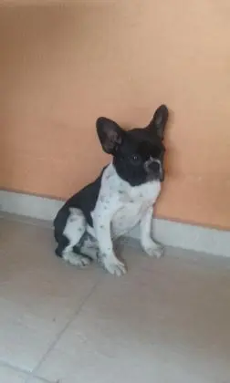 BULLDOG FRANCÊS LINDOS FILHOTES