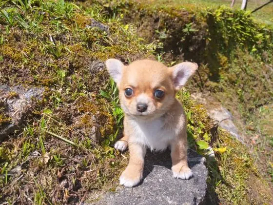 CHIHUAHUA LINDOS FILHOTES
