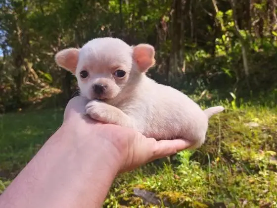 CHIHUAHUA LINDOS FILHOTES