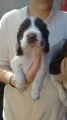 COCKER SPANIEL INGLÊSLINDOS FILHOTES