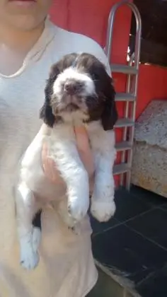 COCKER SPANIEL INGLÊSLINDOS FILHOTES