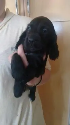 COCKER SPANIEL INGLÊSLINDOS FILHOTES