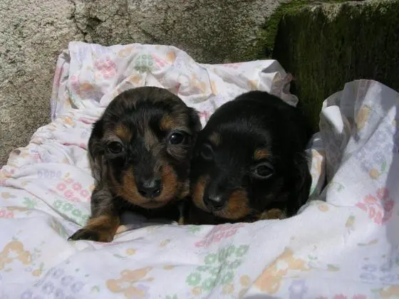 DACHSHUNDANÃO CURTO PELO CURTO PRETO E CANELA ARLEQUIM LINDOS FILHOTES