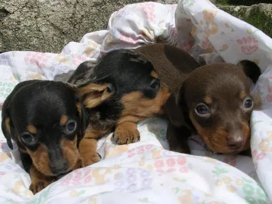 DACHSHUNDANÃO CURTO PELO CURTO PRETO E CANELA ARLEQUIM LINDOS FILHOTES