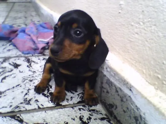 DACHSHUNDANÃO CURTO PELO CURTO PRETO E CANELA ARLEQUIM LINDOS FILHOTES