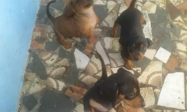 DACHSHUNDANÃO CURTO PELO CURTO PRETO E CANELA ARLEQUIM LINDOS FILHOTES