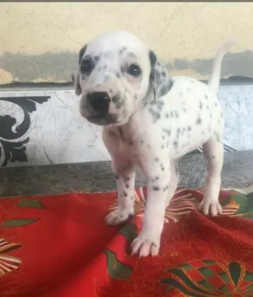 DÁLMATA LINDOS FILHOTES