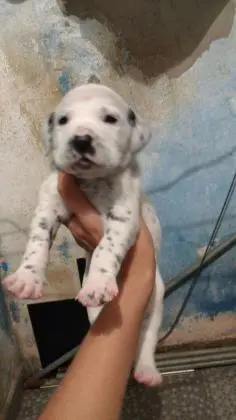DÁLMATA LINDOS FILHOTES