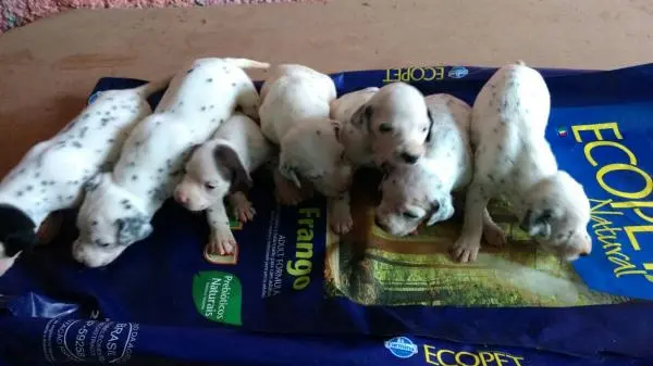 DÁLMATA LINDOS FILHOTES