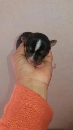 FOX PAULISTINHA LINDOS FILHOTES