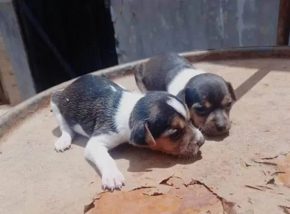FOX PAULISTINHA LINDOS FILHOTES