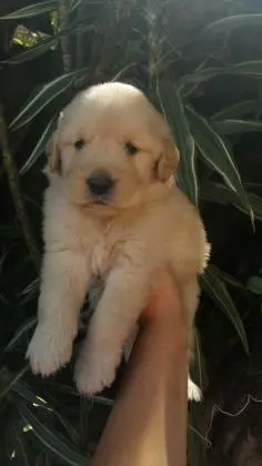 GOLDEN RETRIEVERLINDOS FILHOTES