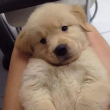 GOLDEN RETRIEVERLINDOS FILHOTES