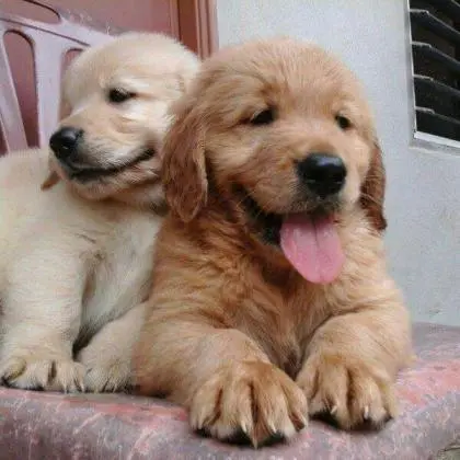 GOLDEN RETRIEVERLINDOS FILHOTES