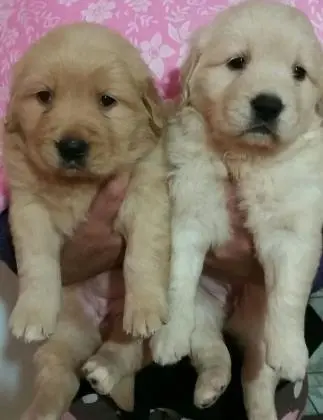 GOLDEN RETRIEVERLINDOS FILHOTES