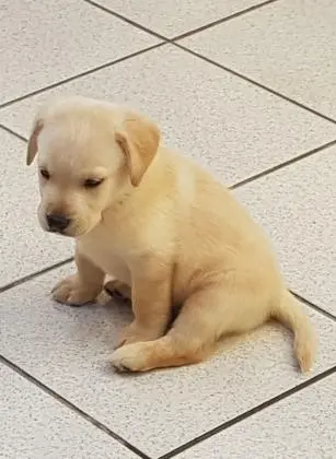 LABRADORAMARELO/CHOCOLATE/PRETOLINDOS FILHOTES
