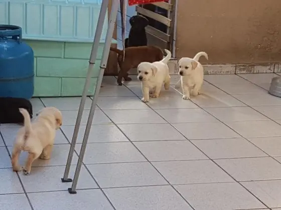 LABRADORAMARELO/CHOCOLATE/PRETOLINDOS FILHOTES