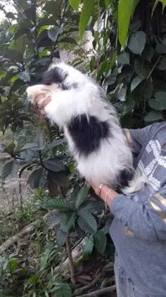 LHASA APSOLINDOS FILHOTES