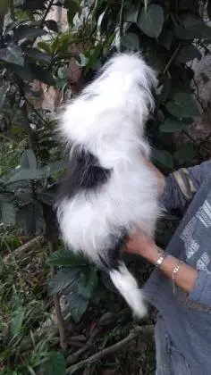 LHASA APSOLINDOS FILHOTES
