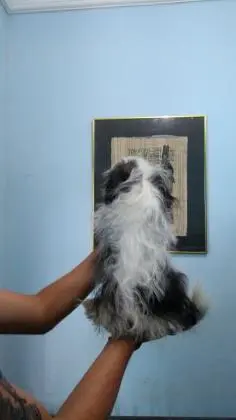 LHASA APSOLINDOS FILHOTES