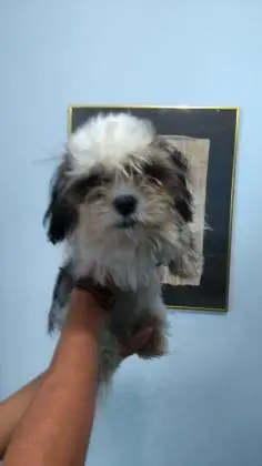 LHASA APSOLINDOS FILHOTES
