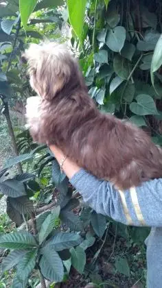 LHASA APSOLINDOS FILHOTES
