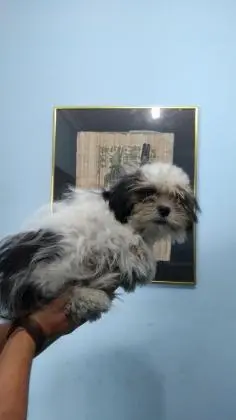 LHASA APSOLINDOS FILHOTES