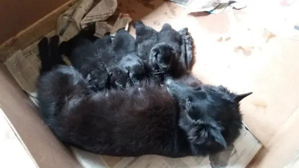 PASTOR BELGA GROENENDAEL LINDOS FILHOTES