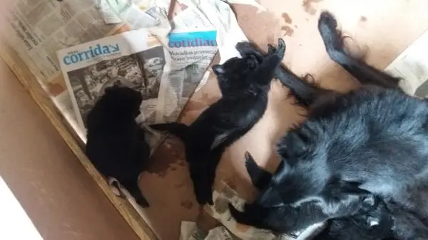 PASTOR BELGA GROENENDAEL LINDOS FILHOTES