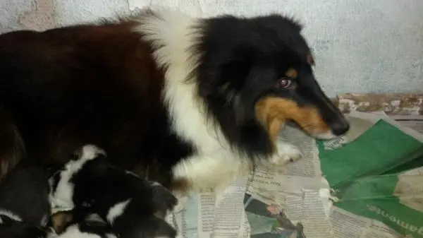 PASTOR SHETLAND LINDOS FILHOTES