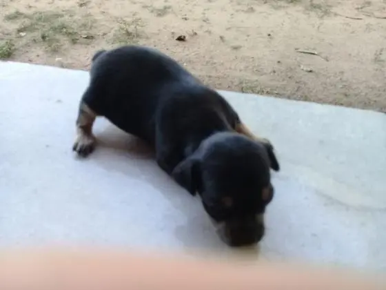 Pinscher lindos filhotes