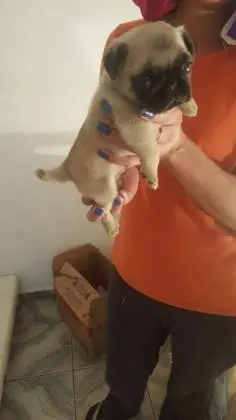 PUG LINDOS FILHOTES