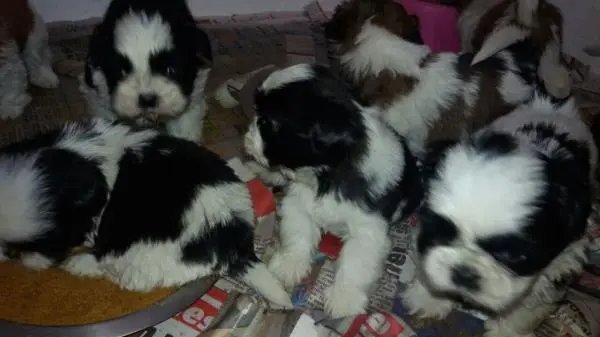 SHIH TZULINDOS FILHOTES