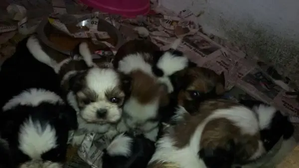 SHIH TZULINDOS FILHOTES