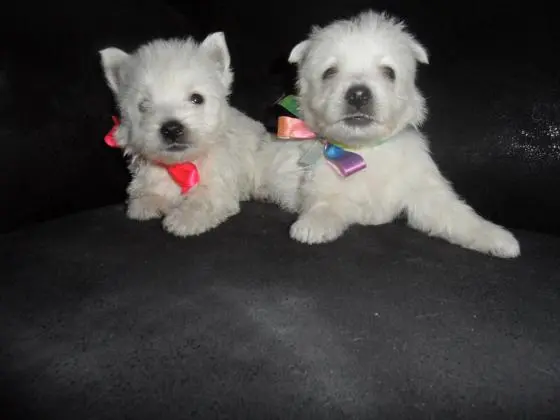 WEST TERRIER LINDOS FILHOTES