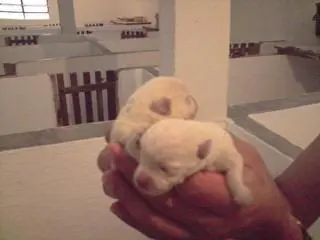WEST TERRIER LINDOS FILHOTES